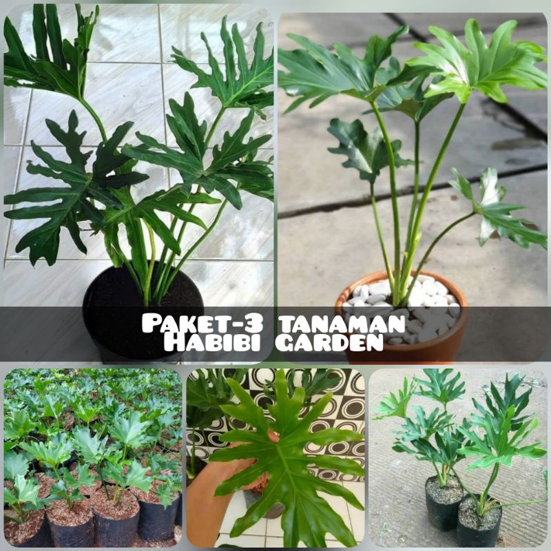 tanaman hias paket hemat isi 3 tanaman hias philo monstera/pohon tanaman hias indoor Monstera jari