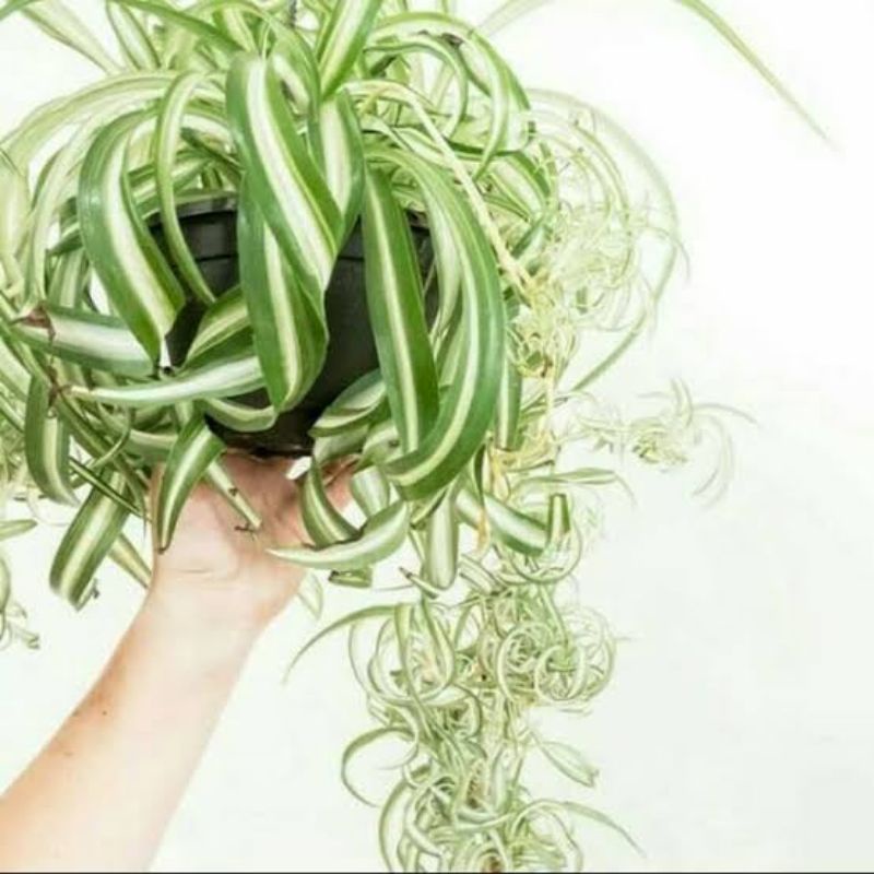 tanaman lili Paris - spider plant - spider plant gantung - Tanaman daun