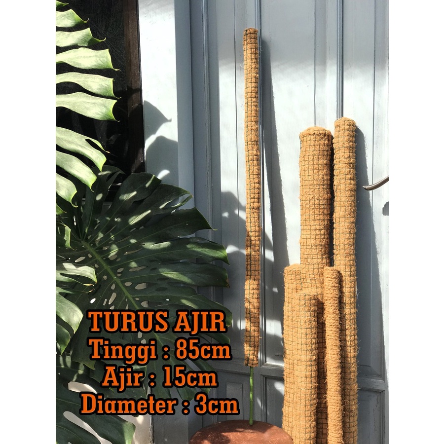 Turus Ajir Modern Sabut Kelapa diameter 3cm tinggi 100cm