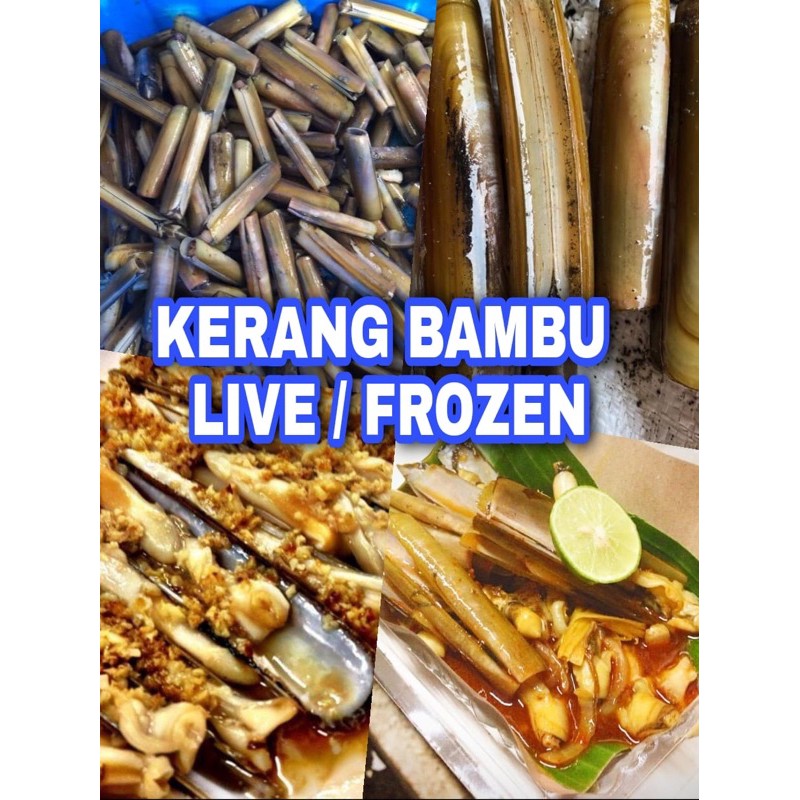 KERANG BAMBU LIVE/HIDUP air laut
