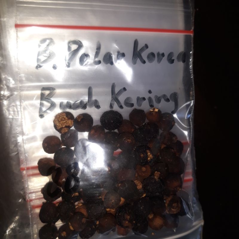 Buah_Biji_Benih Beringin Dolar Korea