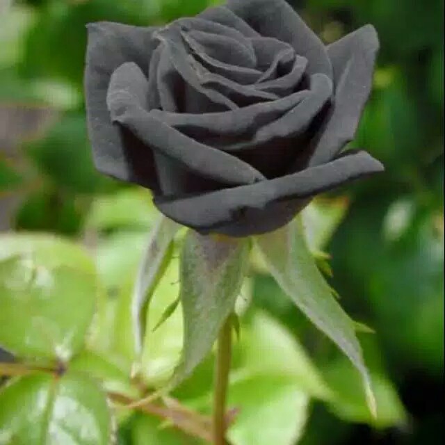 ( Black Rose ) Biji Bunga Mawar Hitam Impor