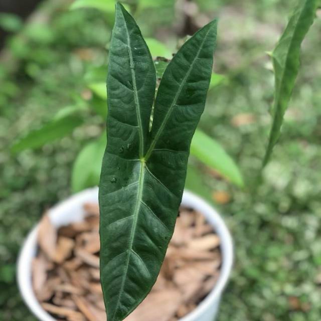 alocasia longiloba remaja #zebrina #tigrina #alocasia #tanamanlangka #keladi