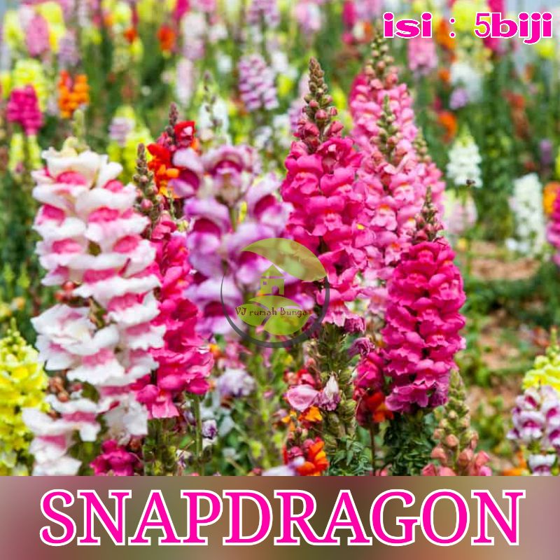 Benih Bibit Bunga Tanaman Hias Benih Bunga Unggul-snapdragon mix