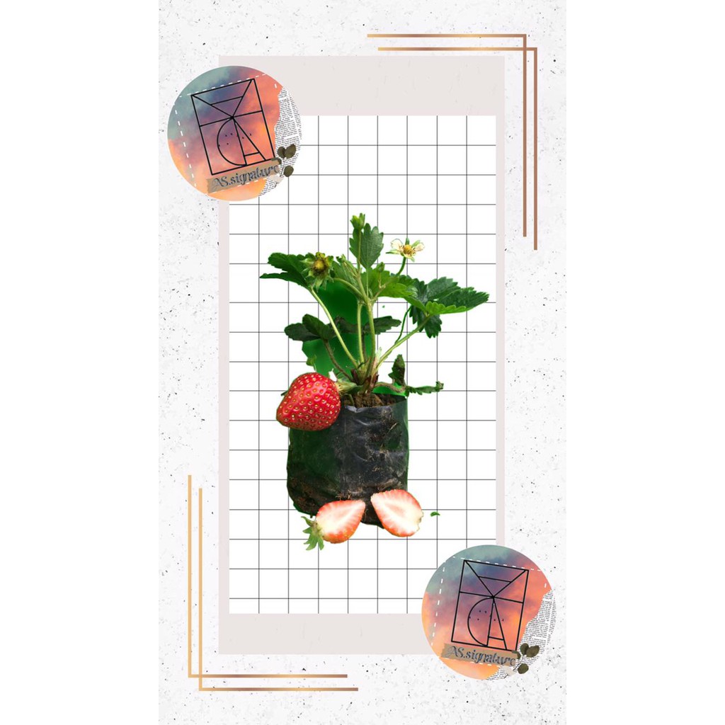 bibit stroberi Bibit strawberry Tanaman stroberi Tanaman Strawberry