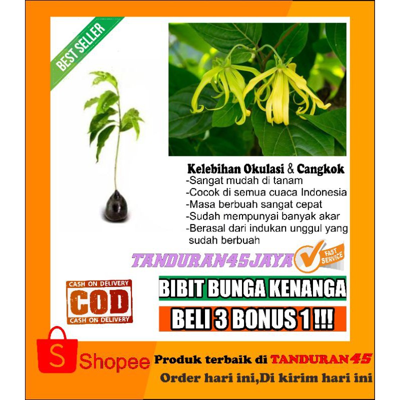 tanaman bunga kenanga/bibit bunga kenanga/bunga kenanga