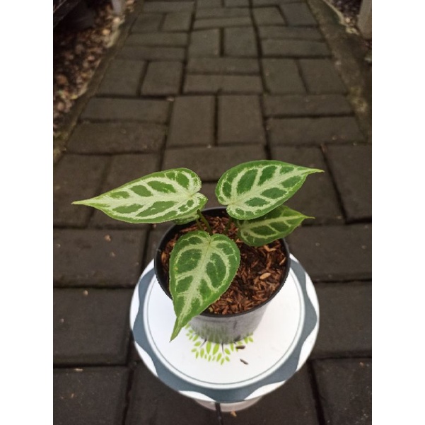 Anthurium Kuping Gajah Silver Blush
