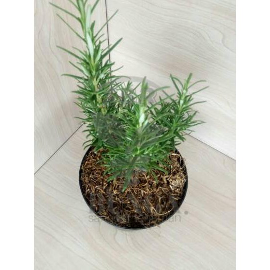 

TERLARIS Rosemary ( dapat di komsumsi )