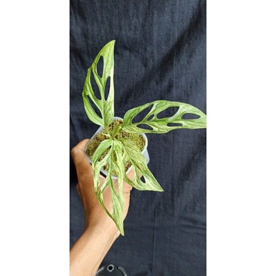 janda bolong varigata