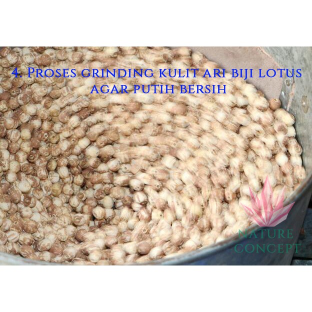 Biji Teratai Lotus Seed Fresh Makanan Diet Sehat Alami Organik Lian zi Grade AAAAA Terbaik