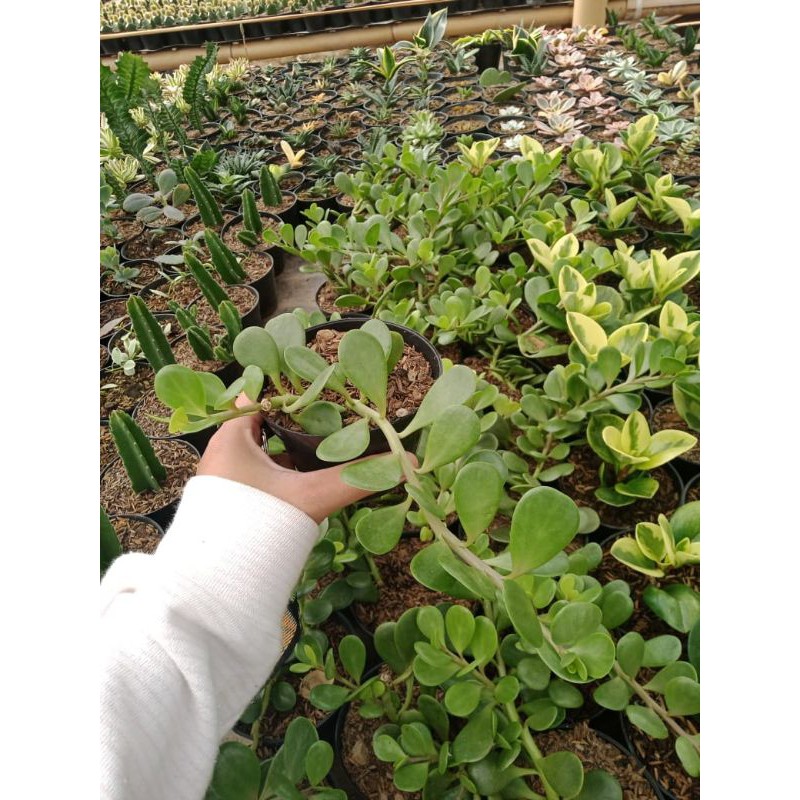 Sukulen Jade Plant Juntai