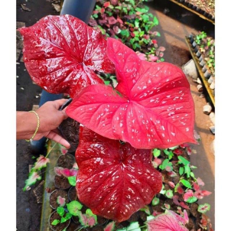 keladi merah guardian / caladium red guardian hanya bonggol