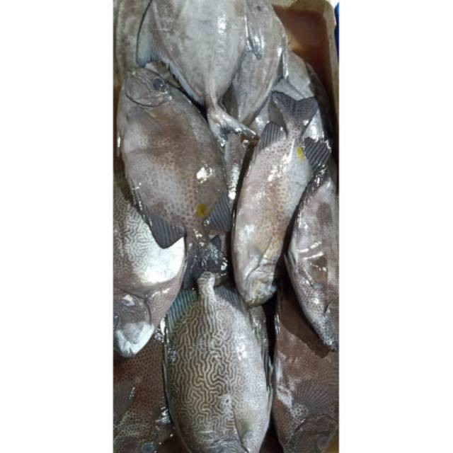 

IKAN BARONANG FRESH