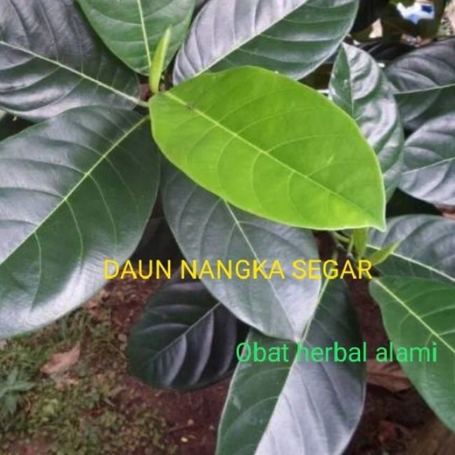 Jual Daun Nangka Segar 250 Gram Shopee Indonesia