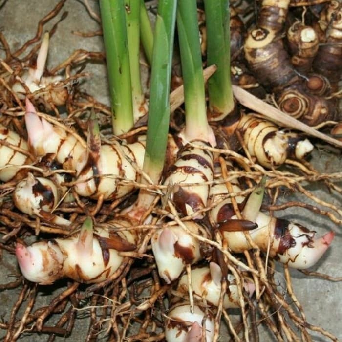 BIBIT TANAMAN HERBAL POHON LENGKUAS PUTIH