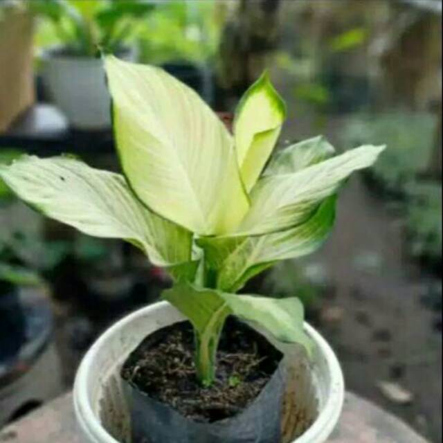 aglonema tisu