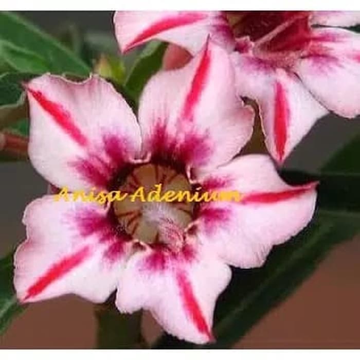 

NEW!! bibit bunga Kamboja adenium Jepang (ZAHRA)