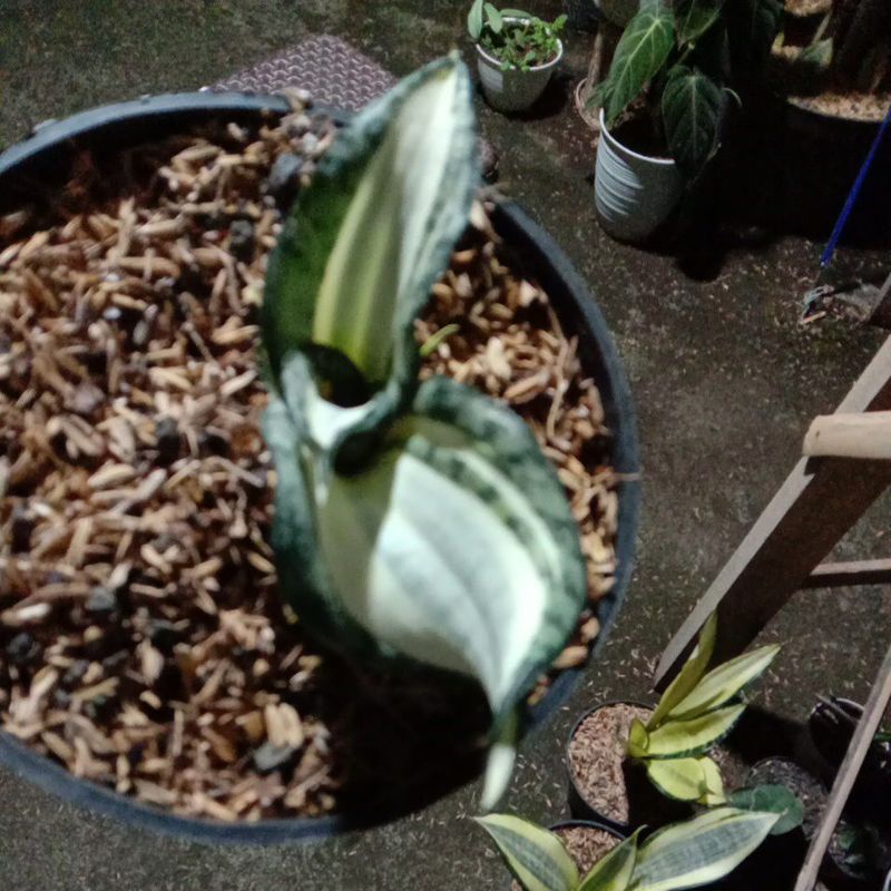 sansevieria golden Wendys anakan