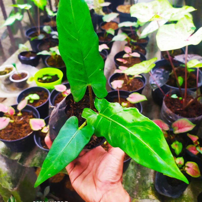TANAMAN HIAS ALOCASIA KERIS PAPUA MURAH