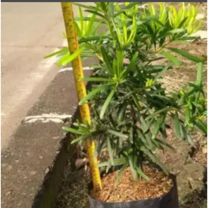 Lohansung Taiwan - Tanaman hias Lohansung Taiwan