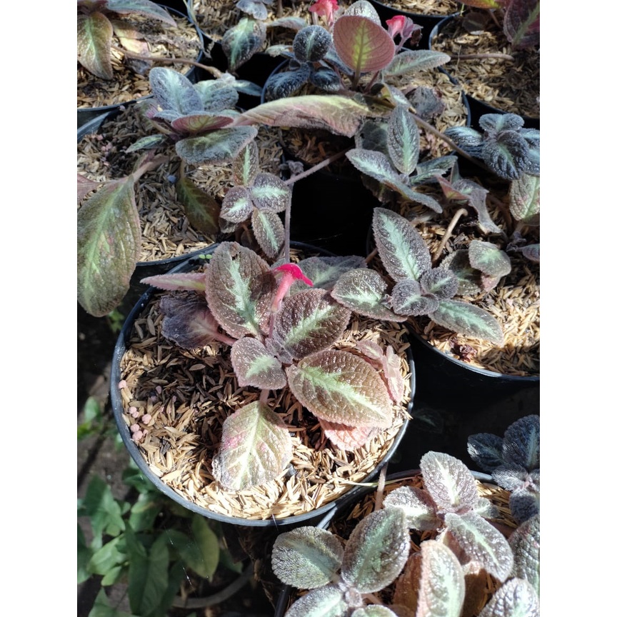 Tanaman Hias Episcia - Daun Beludru - Flame Violet - Tanaman Karpet - Lace Flower