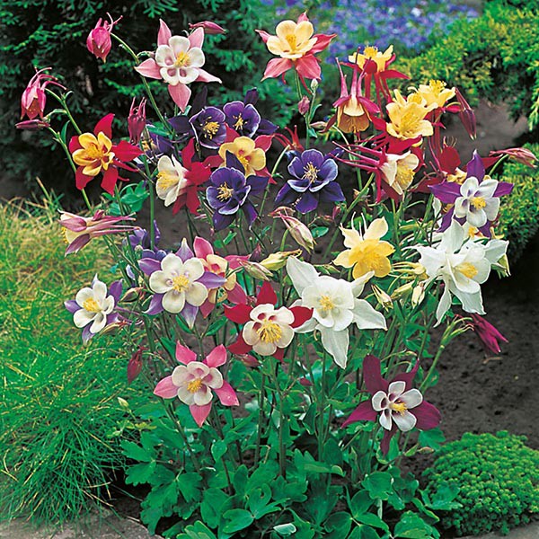 Benih Bibit Biji - Sweet Columbine Aquilegia McKana Giant Mixed (Aquilegia caerulea) Seeds - IMPORT