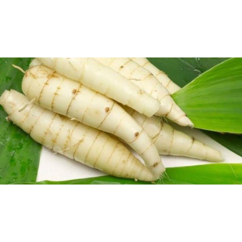 

Umbi Garut Umbi Terigu Segar 500gram