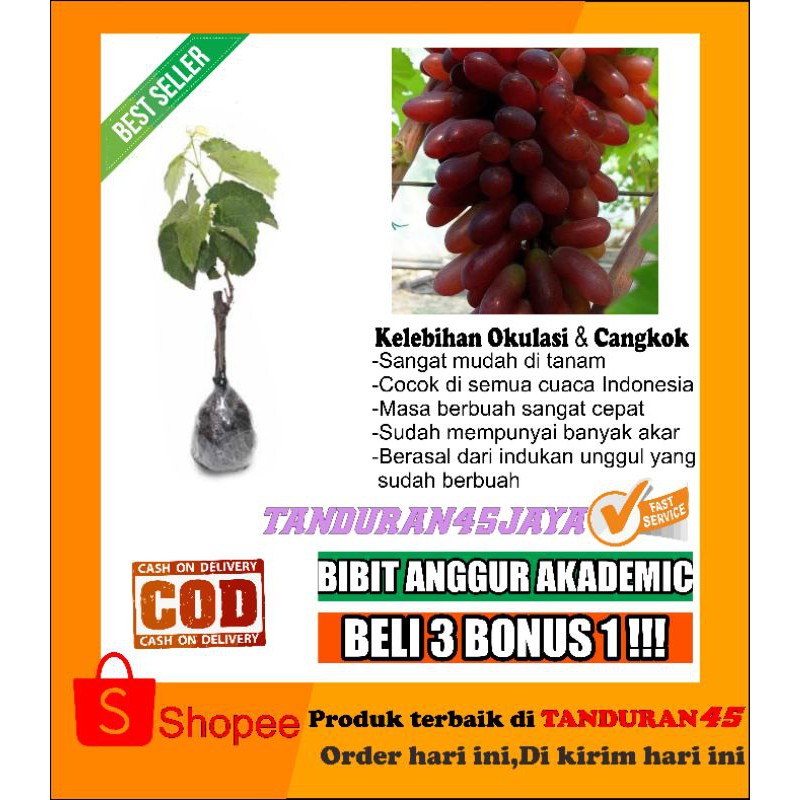 bibit anggur academic/bibit anggur import academic/bibit anggur import