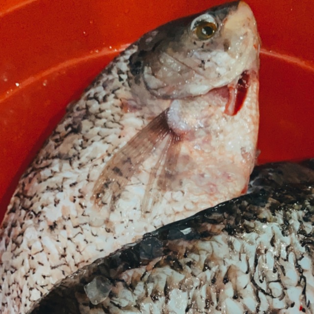 

Ikan Gurame