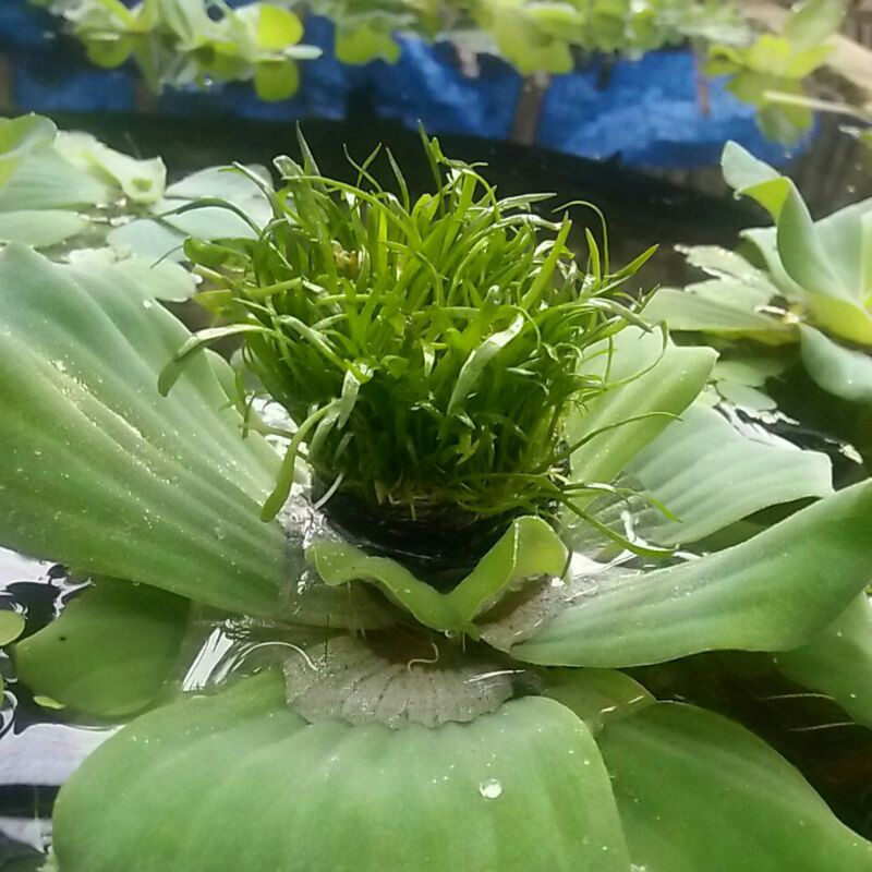 liliopsis media wabikusa