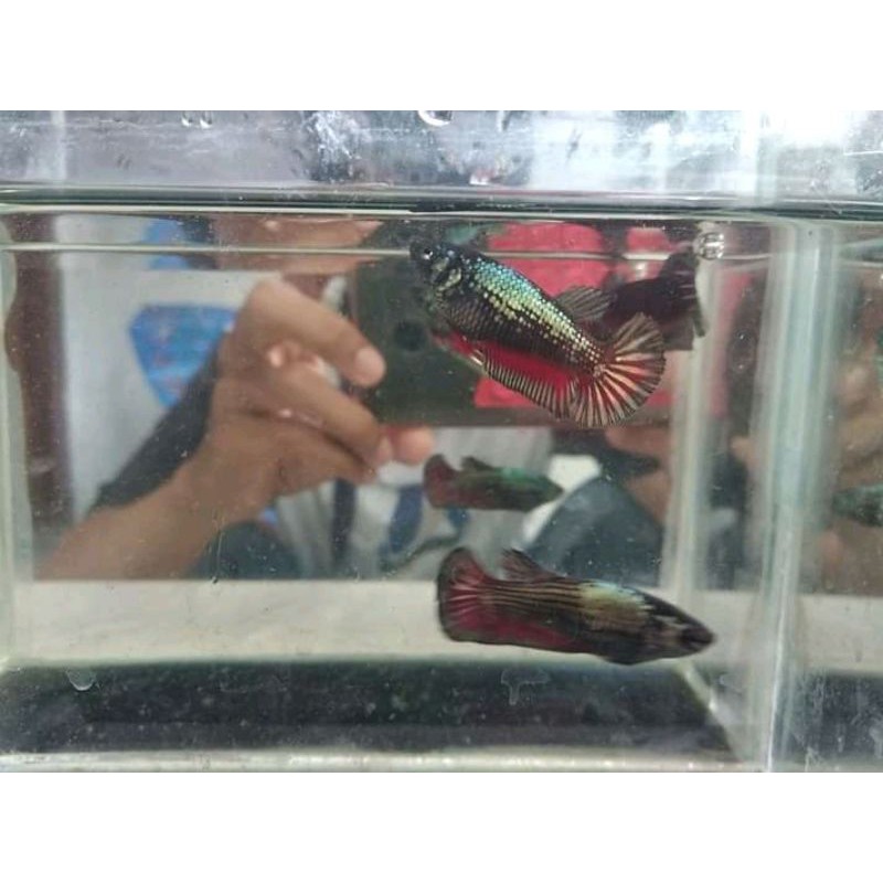 Ikan cupang avatar copper termurah