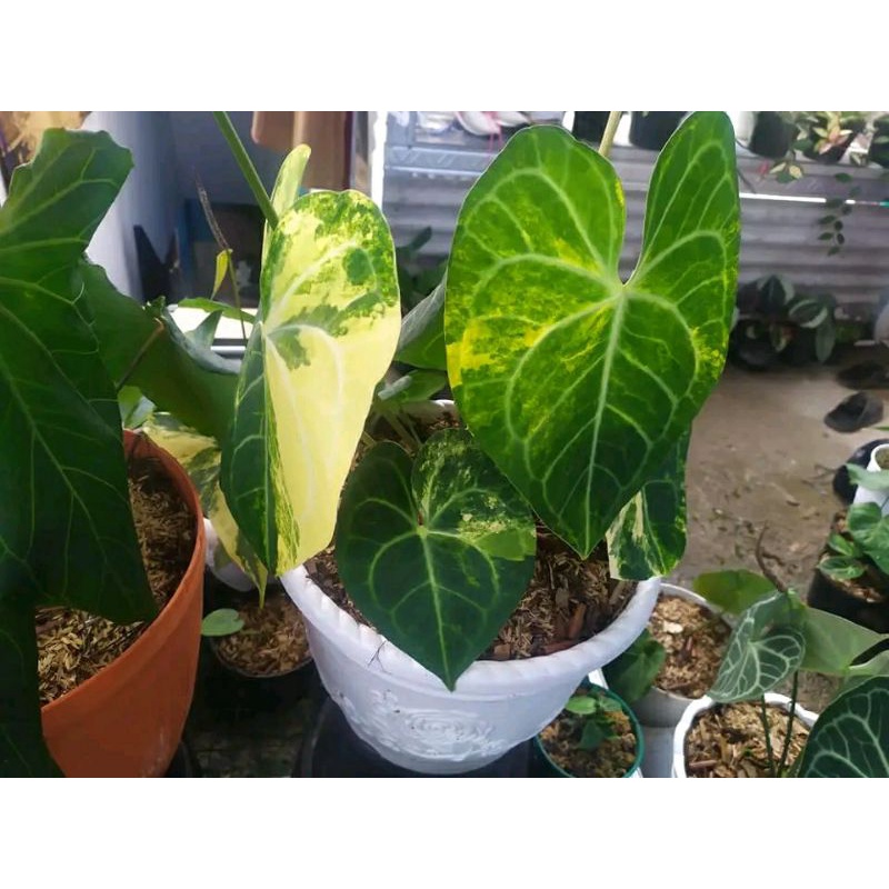 clarinervium varigata