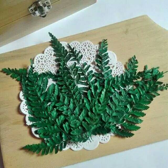 Daun Paku Kering warna hijau, hiasan mahar rustic replika daun paku