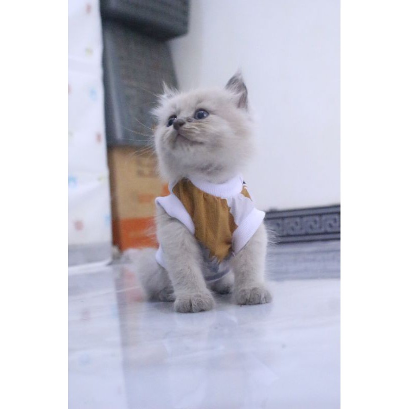 Kaos simple coklat lucu lucu untuk kucing dan anjing / baju kucing murah size S M L XL