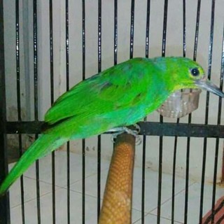 Promo Burung Cucak Ijo Mini Murah Shopee Indonesia