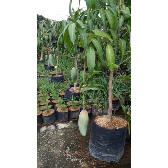 Bibit Mangga Kiojay/Tanaman Mangga Khiojay Jumbo Okulasi Cepat Berbuah (Jaminan Original)