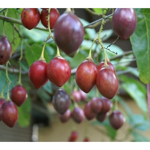 Bibit Tanaman Buah Terong Belanda 50cm