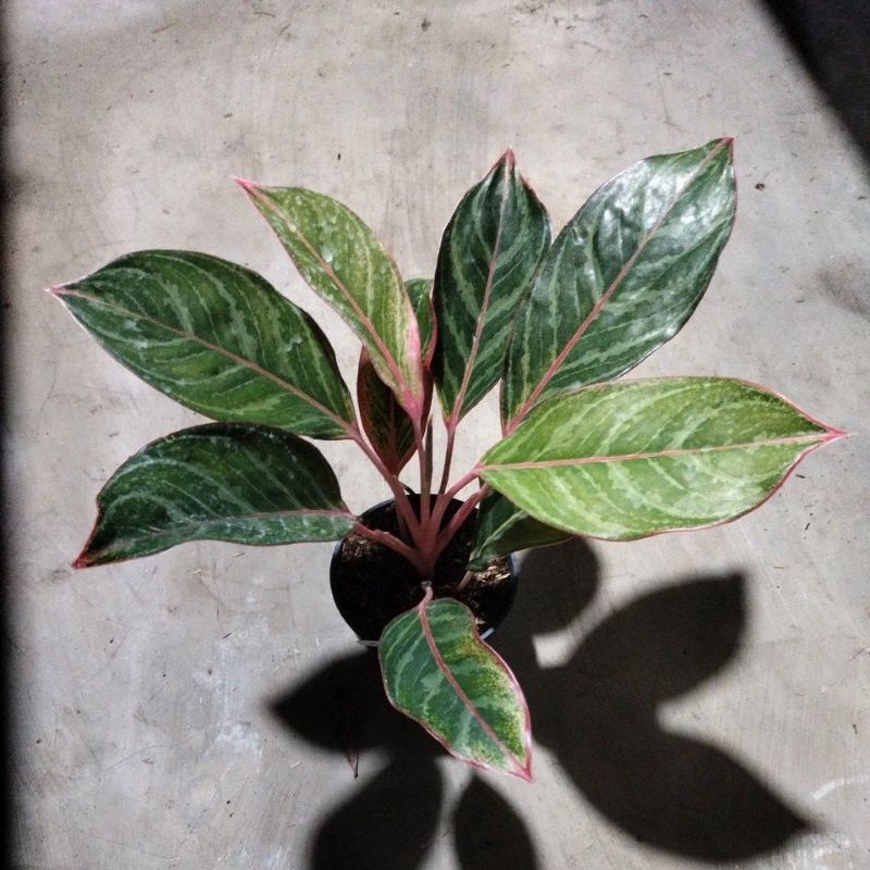 aglonema emerald dragon