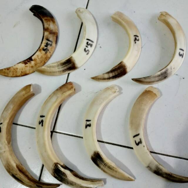 taring babi kalimantan