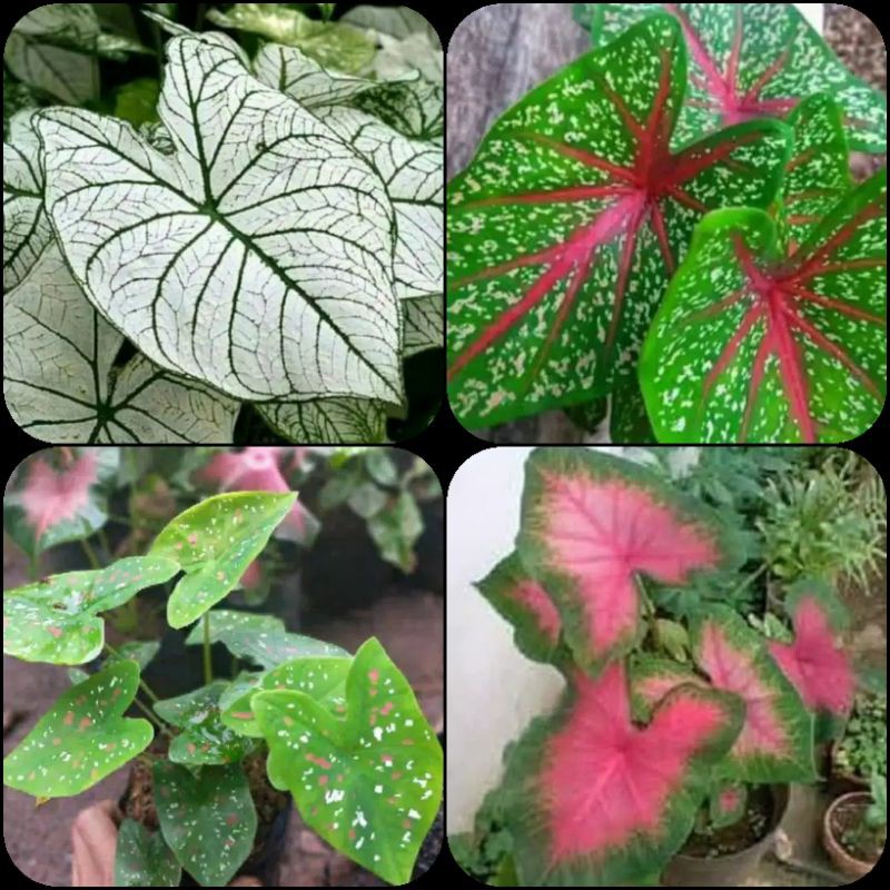 Tanaman Hias Paket Special 4 Keladi Cantik