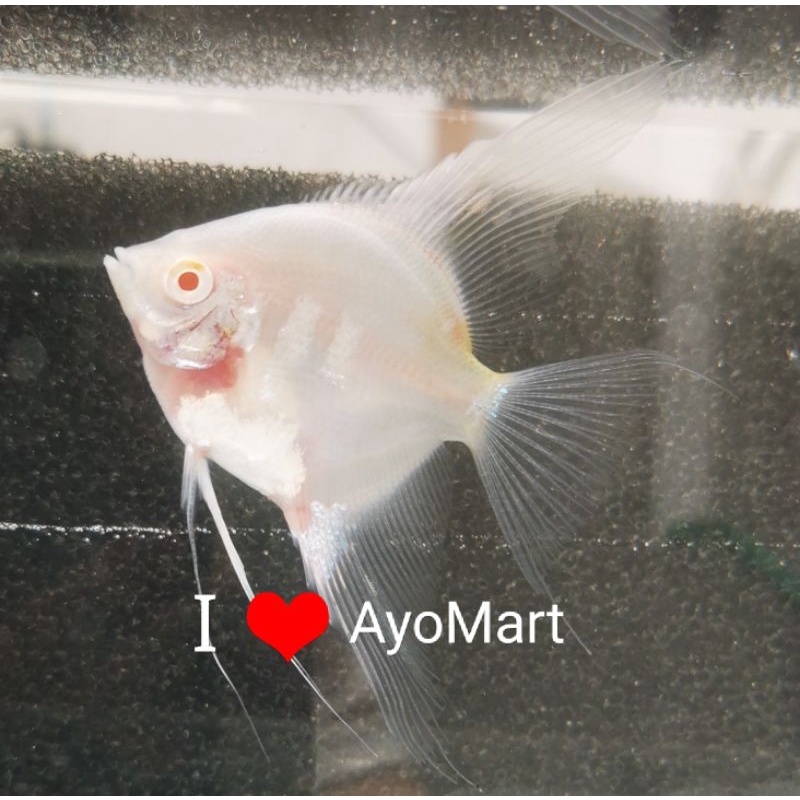 Ikan hias Angelfish Manfish Red Eye Albino Snow White (putih polos) dewasa