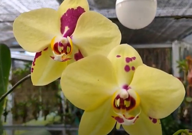 DOUBLE SPIKE Anggrek Bulan Koleksi Taiwan Phalaenopsis Kuning 6070