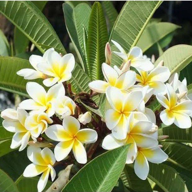 Bibit Tanaman Hias Bunga Kamboja Bali Putih Kuning Shopee Indonesia