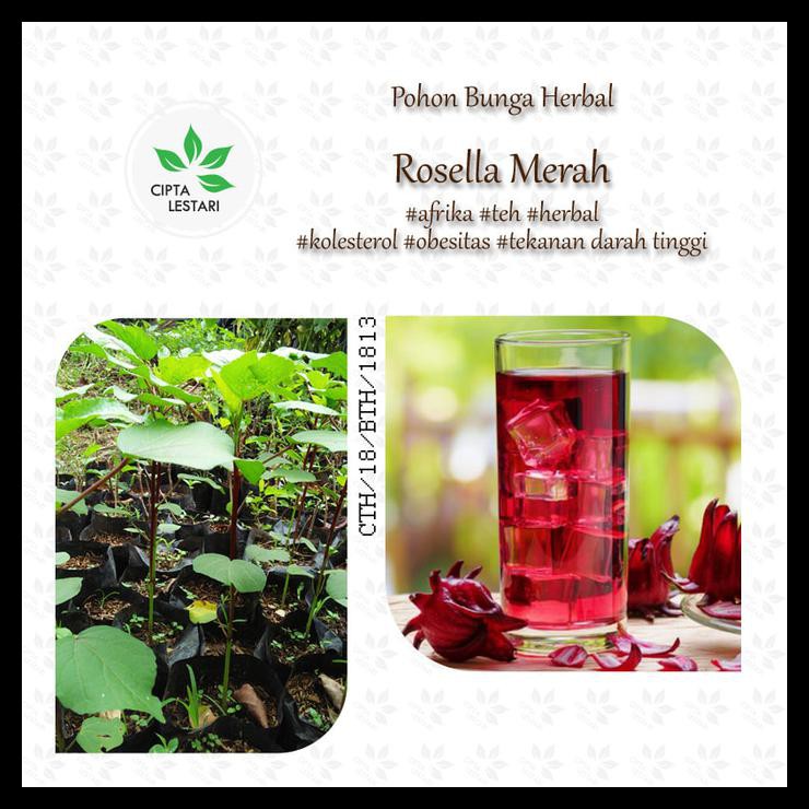 Pohon Bunga Rosella Merah Pohon Bunga Rosella Merah