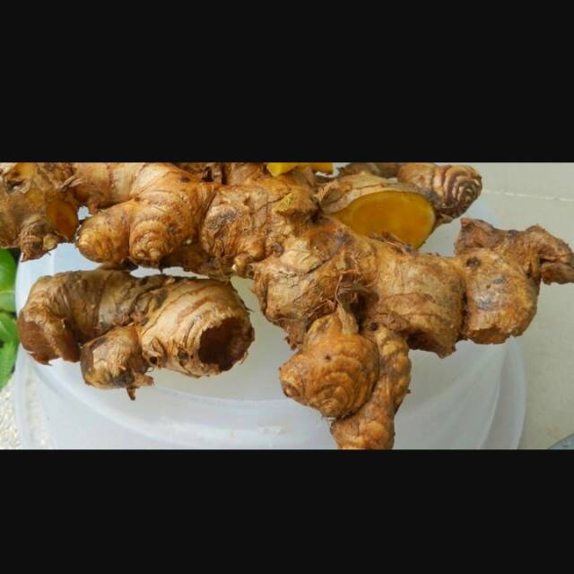 

Panglai atau bangle segar /Zingiber Purpureum Roxb Yang SUPER Nya Besar Besar panglainya 750gram