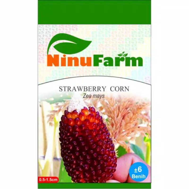 Benih JAGUNG STRAWBERRY