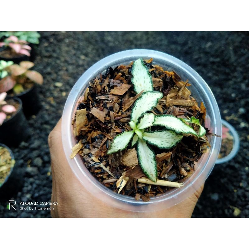 Fittonia white forest flame