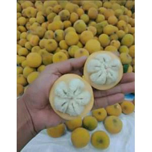 

BUAH KECAPI MATANG DAN SEGAR 1 KG MURAH