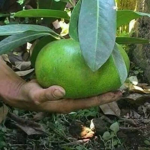 Bibit okulasi buah black sapote