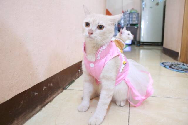 Dress shanghai chongsam satin baby pink imlek untuk kucing dan anjing size S-XL